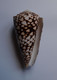 Conus Bandanus - Coquillages