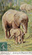 Oilette - Elephanten  Park Zoo Hagenbeck - Eimsbuettel