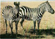 Zebra - Animals - 1 - 1986 - Russia USSR - Unused - Zebras