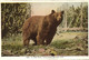 YELLOWSTONE - NATIONAL PARK - A PARK BEAR - MINERVA TERRACE - MAMMOTH HOT SPRINGS - Yellowstone