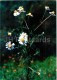 German Chamomile - Matricaria Chamomilla - Medicinal Plants - 1976 - Russia USSR - Unused - Heilpflanzen