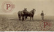 RPPC AGRICULTURA HORSE CHEVAL - Attelages