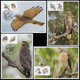 Taiwan 2022 Conservation Of Birds Maximum Card Maxicard Fauna Bird - Unused Stamps