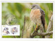 Taiwan 2022 Conservation Of Birds Maximum Card Maxicard Fauna Bird - Unused Stamps