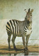 Zebres - Zebras - Zebre / Stamp / Par Avion / 5 Postcards - Zebras