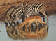 Zebres - Zebras - Zebre / Stamp / Par Avion / 5 Postcards - Zebras