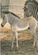 Delcampe - Zebres - Zebras - Zebre / Stamp / Par Avion / 5 Postcards - Zebras