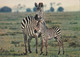 Delcampe - Zebres - Zebras - Zebre / Stamp / Par Avion / 5 Postcards - Zebre