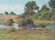 Hippopotamus - Nilpferd - Hippopotame / 4 Postcards / Stamp - Nijlpaarden