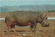 Delcampe - Hippopotamus - Nilpferd - Hippopotame / 4 Postcards / Stamp - Hipopótamos