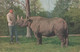 Rhinoceros - Rhino / 2 Postcards - Rhinoceros