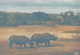 Rhinoceros - Rhino / 2 Postcards - Rhinocéros