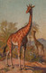 CARTE SUISSE / N 125 / LLUSTRATEUR E.B / GIRAFE - Giraffes