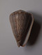 Conus Glaucus - Coquillages