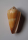 Conus Ferrugineus - Coquillages