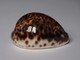 Cypraea Tigris - Coquillages