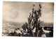 MONACO-1952-Vue à Travers Les Cereus Et Yuccas Du Jardin  .. Timbre...cachet  " 4ème Championnat Du Monde De Pétanque  " - Exotic Garden