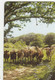 TELECARTE ETRANGERE...VACHES - Cows