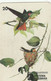 TELECARTE ETRANGERE... - Songbirds & Tree Dwellers