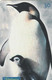 TELECARTE ETRANGERE... - Pinguins