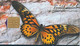 TELECARTE ETRANGERE..  PAPILLON - Butterflies