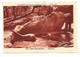Cpa  Eléphant,  Verso Publicité "jean Bart" , Parc Zoologique, Belle Carte - Zebra's