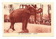 Cpa  Eléphant,  Verso Publicité "jean Bart" , Parc Zoologique, Belle Carte - Elephants