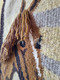 Gobelin Tapestry "Horse" - 100% Wollen - Handmade - Tapijten