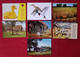 31 Cartes - Ferme Agricole - Agriculteur -Basse Cour - Poules, Coqs, Canards - Poule, Coq, Canard, Volaille, Elevage - Allevamenti