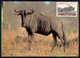 ZAMBIA - FILATELIA - MÁXIMOS -Blue Wildebeest.( Ed. Art Publishers Nº 503) Carte Postale - Zambie