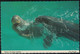 Etats Unis Carte Postale Postcard Morses Walrus Feeding Exhibit Sea World - Dauphins