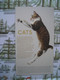 FDC Cats Chats, Tabby Staring, Traque - 2021-... Em. Décimales