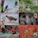 China Maximum Card,2008-4 Chinese Birds,6 Pcs - Cartes-maximum