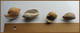 Delcampe - Lot 26 Coquillages Divers - Seashells & Snail-shells