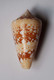 Conus Ammiralis - Coquillages