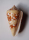 Conus Ammiralis - Coquillages