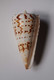 Conus Monile - Coquillages