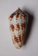 Conus Inscriptus - Coquillages