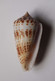 Conus Inscriptus - Coquillages