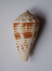 Conus Rolani - Coquillages