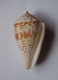 Conus Rolani - Coquillages