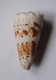 Conus Imperialis - Coquillages