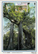 Macau, Macao, Maximum Cards, (110) Templo Kun Lam 1997 - Maximumkaarten