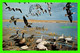 REGINA, SASKATCHEWAN - MIGRATION OF GEESE - MUSEUM OF NATURAL HISTORY WASCANA PARK - TRAVEL IN 1985 - - Regina