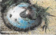 CARTE-PUCE-AFRIQUE Du SUD-1998-Mollusque Escargot De Mer/Patella Argenville)-Utilisé TBE/RARE - Fische