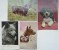 Cp Lot 7x PHOTO Veritable Theme Chien Chiens Avec Couple Ou Femme Caniche Loulou  Fox Terrier - Collections & Lots