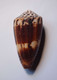 Conus Striatellus - Coquillages