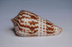 Conus Inscriptus - Coquillages