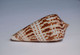 Conus Inscriptus - Coquillages