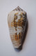 Conus Magus Assimilis - Coquillages